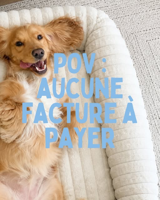 Golden retriever couché sur le dos dans un grand lit écru moelleux, avec la mention « POV : aucune facture à payer ».