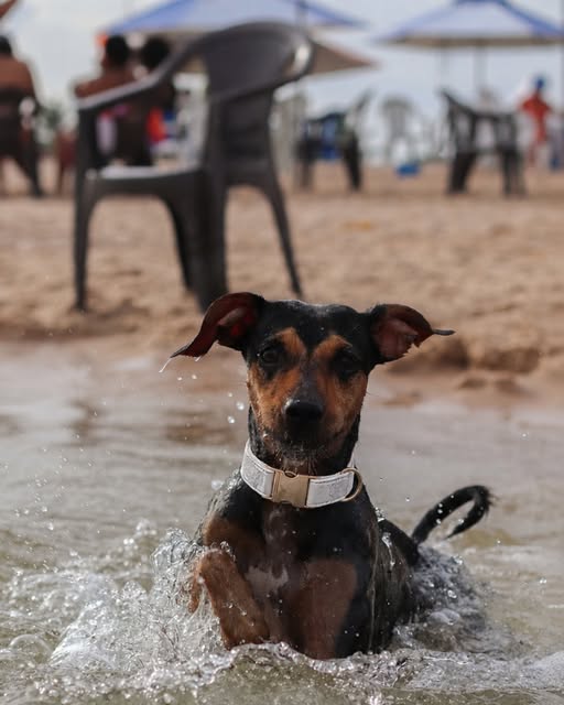Chien noir et feu au collier clair, assis dans l'eau à la plage, entouré d'éclaboussures.