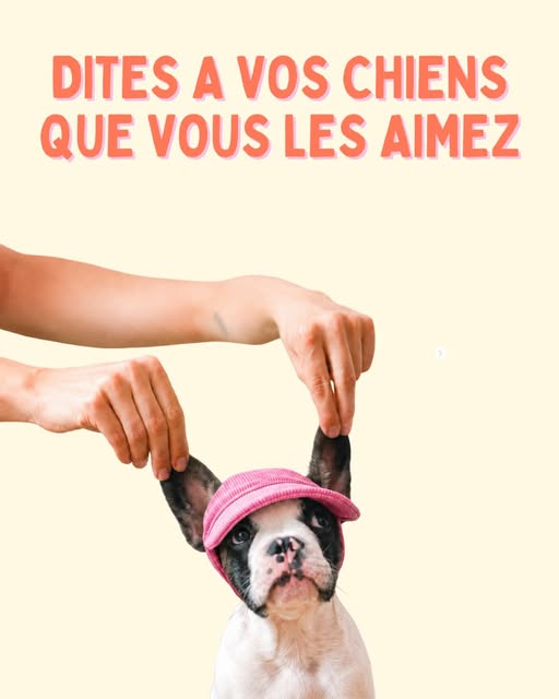 Bouledogue français noir et blanc coiffé d'une casquette rose, deux mains lui redressant les oreilles, avec le texte « Dites à vos chiens que vous les aimez ».