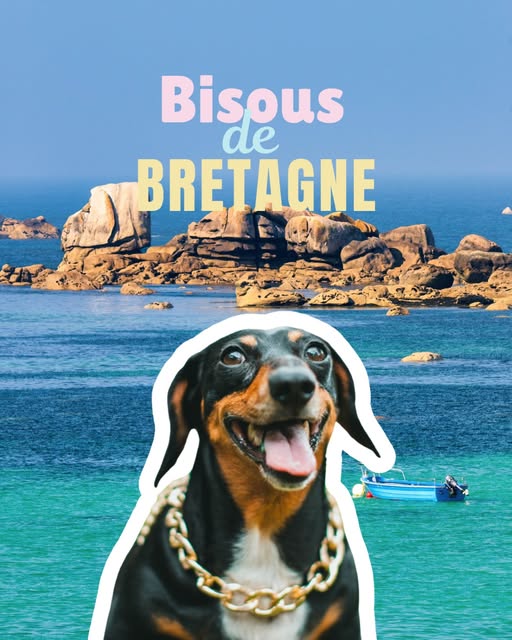 Teckel noir et feu, langue sortie, portant un collier chaîne doré, devant les rochers roses et la mer turquoise de Bretagne, avec le texte « Bisous de Bretagne ».
