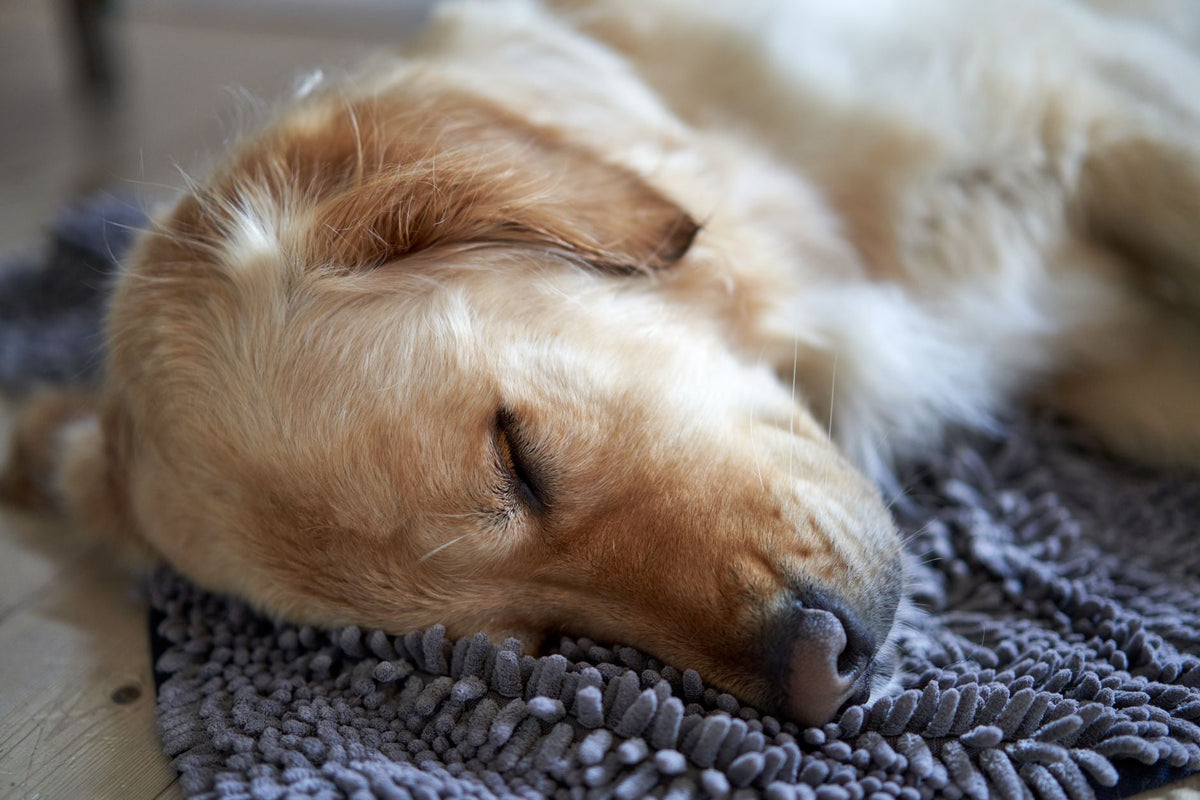 Chien endormi paisiblement par une nuit d'été chaude