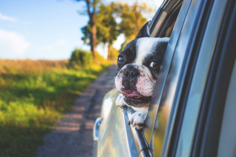 Vacances avec son chien : l'équipement essentiel à préparer avant le départ