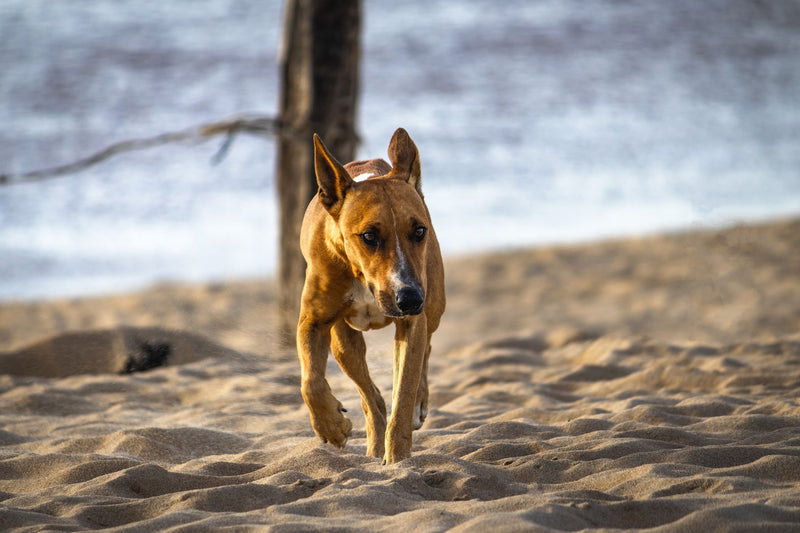 Plage avec son chien : ce que tout le monde oublie