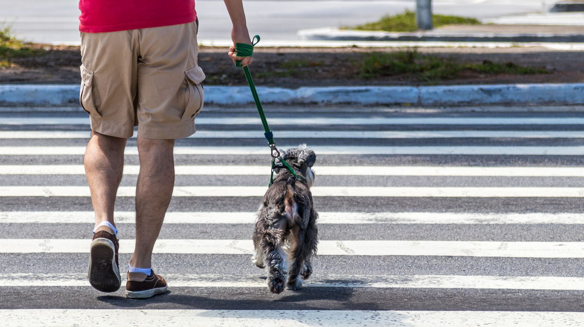 Chien promené en laisse sur un passage piéton ensoleillé en plein été