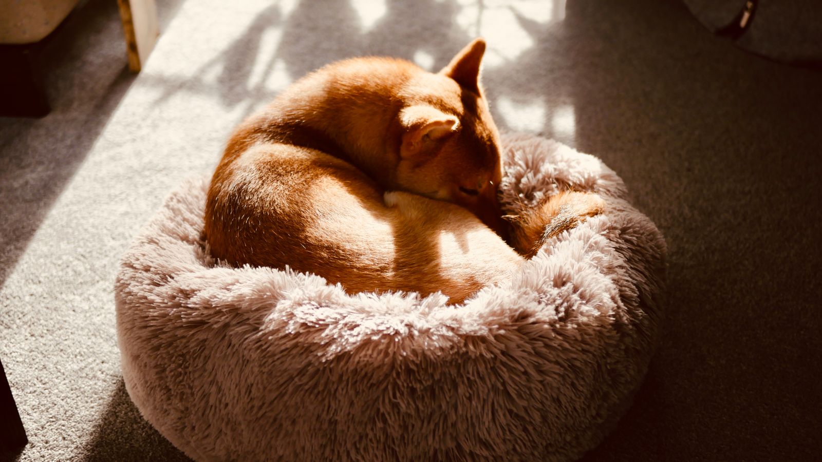 Chien roulé en boule qui dort paisiblement dans un lit moelleux baigné de lumière douce
