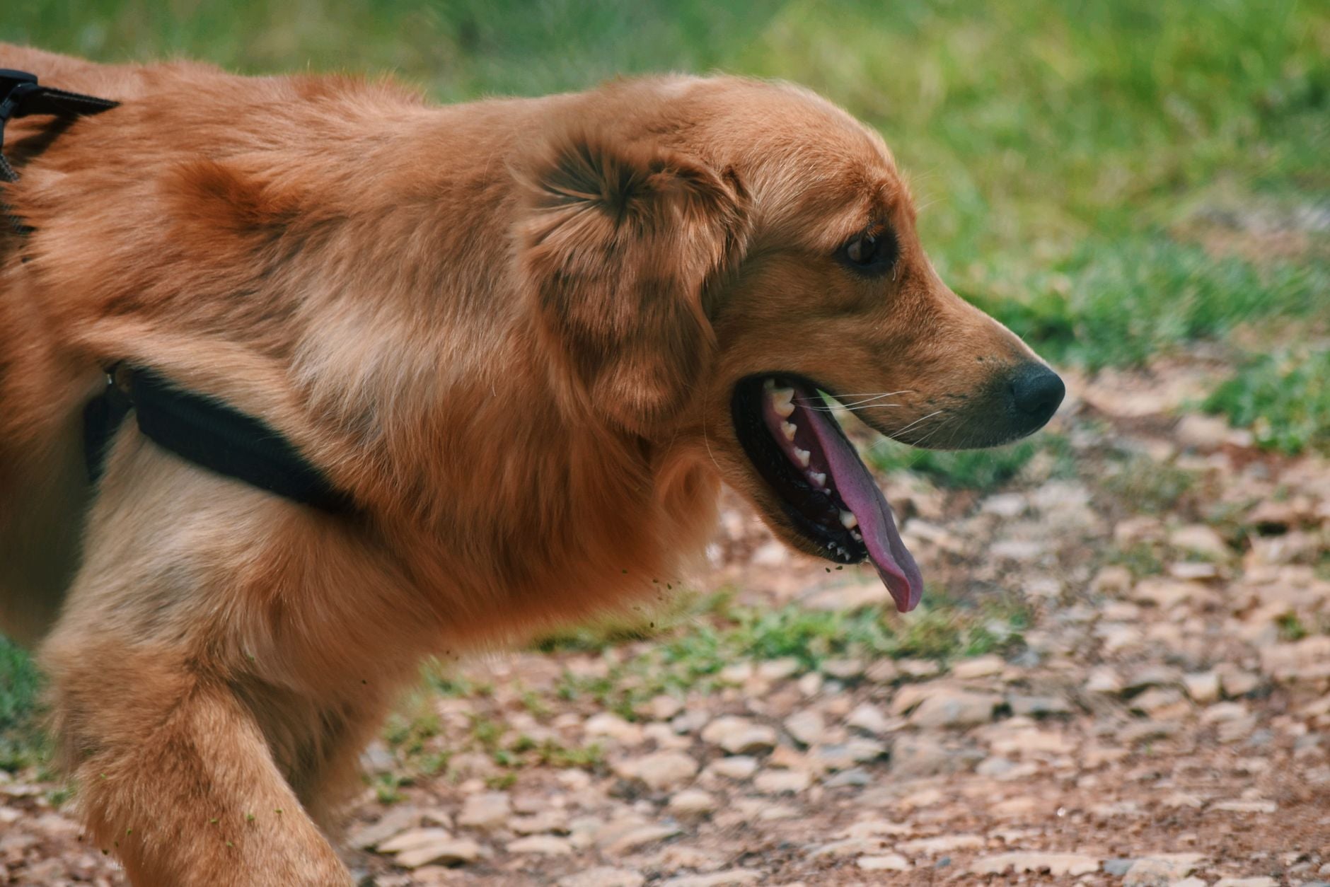 Golden retriever haletant lors d'une balade en plein soleil l'été