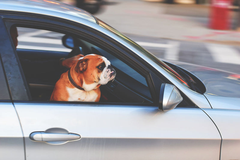 Chien en voiture l'été : ce qu'il faut savoir avant de prendre la route