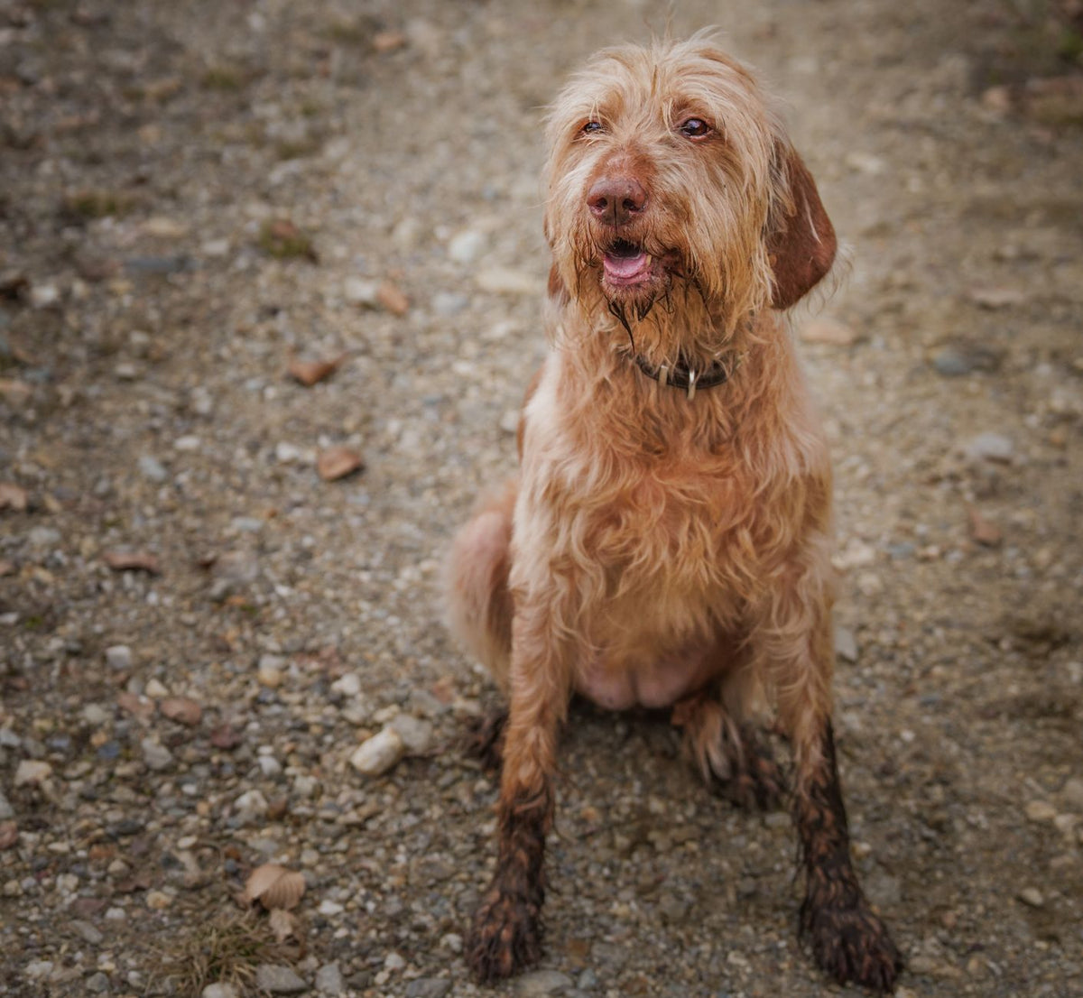 Chien aux pattes boueuses sur un chemin de gravier après une sortie