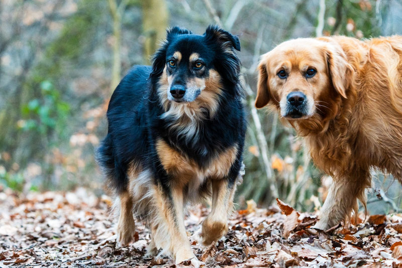 5 balades inspirées autour de Rennes pour votre chien