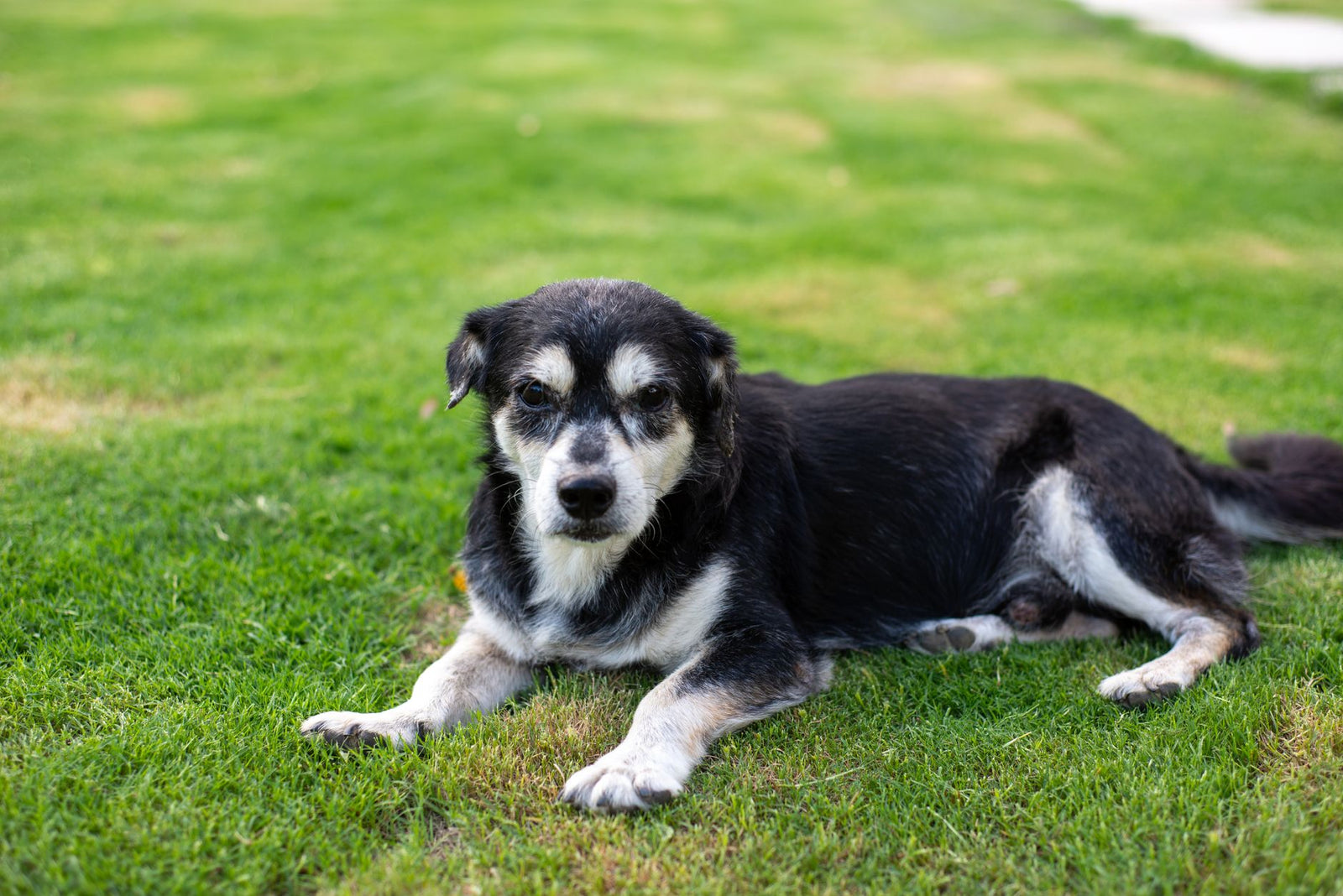 Chien senior : bien l'équiper pour préserver son confort au quotidien
