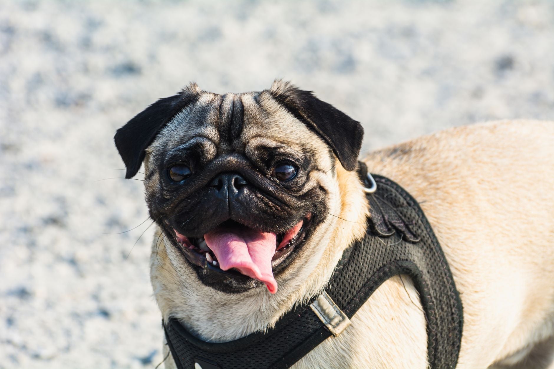 Chien souriant, langue tirée, exposé en plein soleil d'été