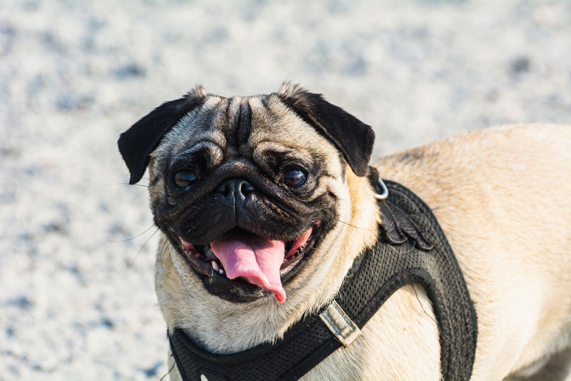 Crème solaire pour chien : utile ou inutile ?