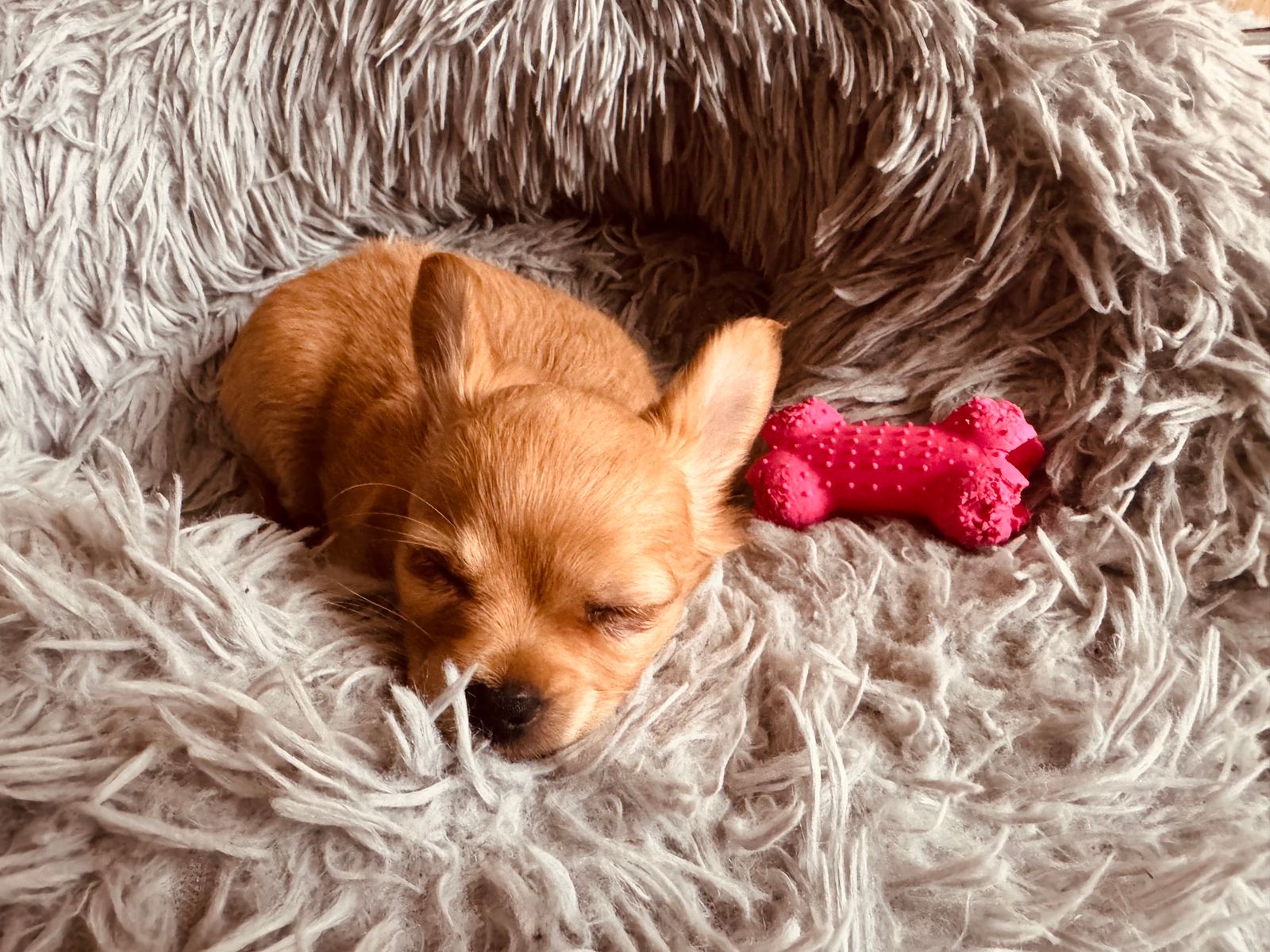 Chiot endormi paisiblement sur une couverture moelleuse, entouré de son couchage douillet
