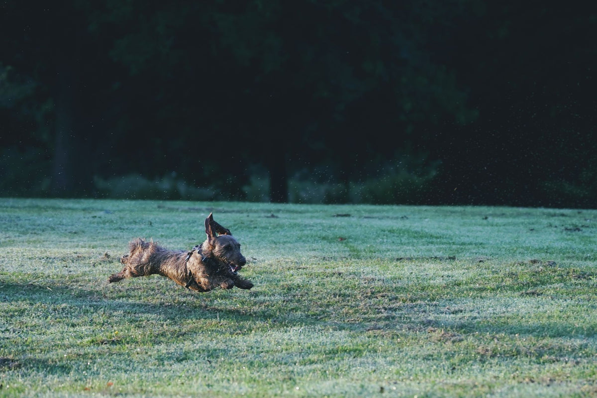 Chien courant dans une prairie couverte de rosée au petit matin de fin d'été