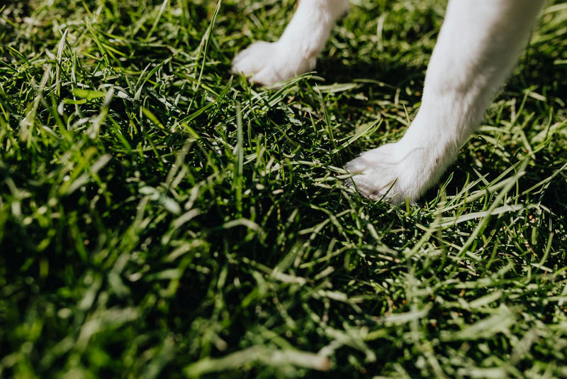 Comment choisir la bonne taille de bottes pour votre chien
