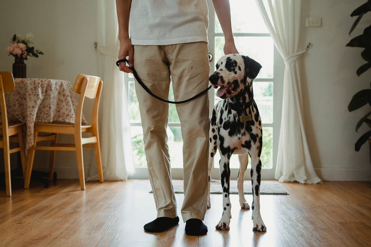 Chien debout à côté de son maître dans un intérieur chaleureux, posture idéale pour la prise de mesures