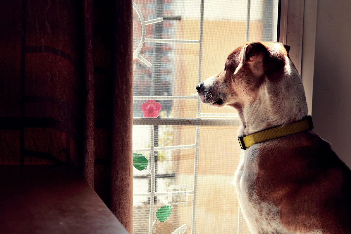 Chien regardant par la fenêtre dans la lumière douce d'une maison calme, à la rentrée