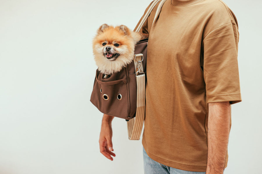 Petit chien spitz installé dans un sac de transport porté en bandoulière par sa maîtresse