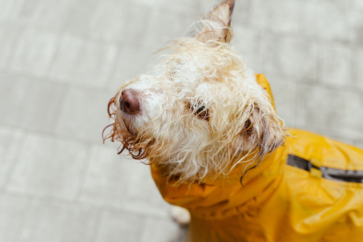 Chien mouillé en imperméable jaune qui se retourne sous une averse de septembre