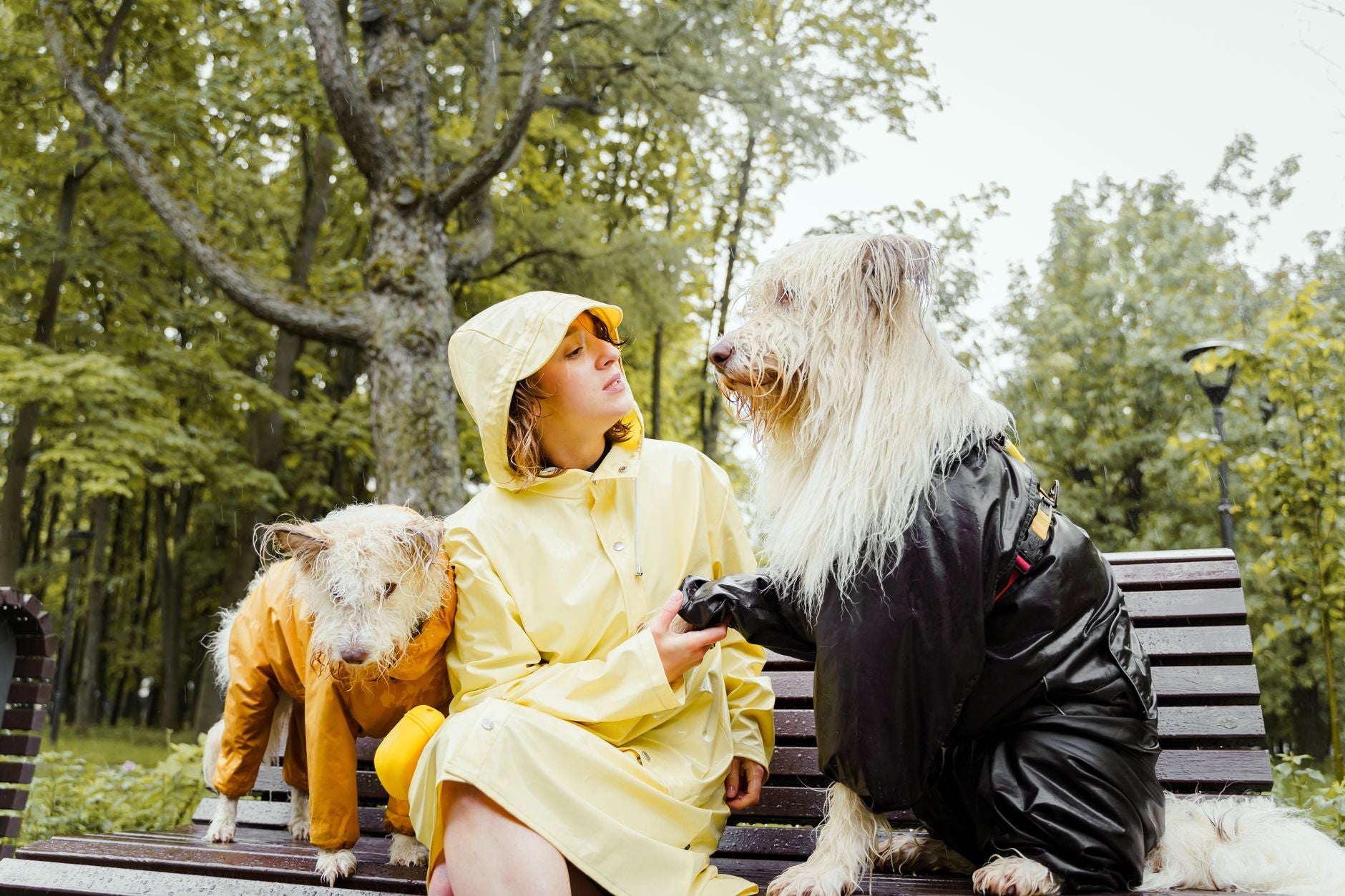 Femme en imperméable jaune assise sur un banc avec deux chiens portant des manteaux de pluie