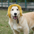 La Guinguette — Chapeau de soleil pour chien