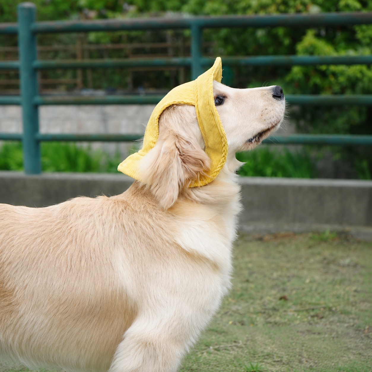 La Guinguette — Chapeau de soleil pour chien