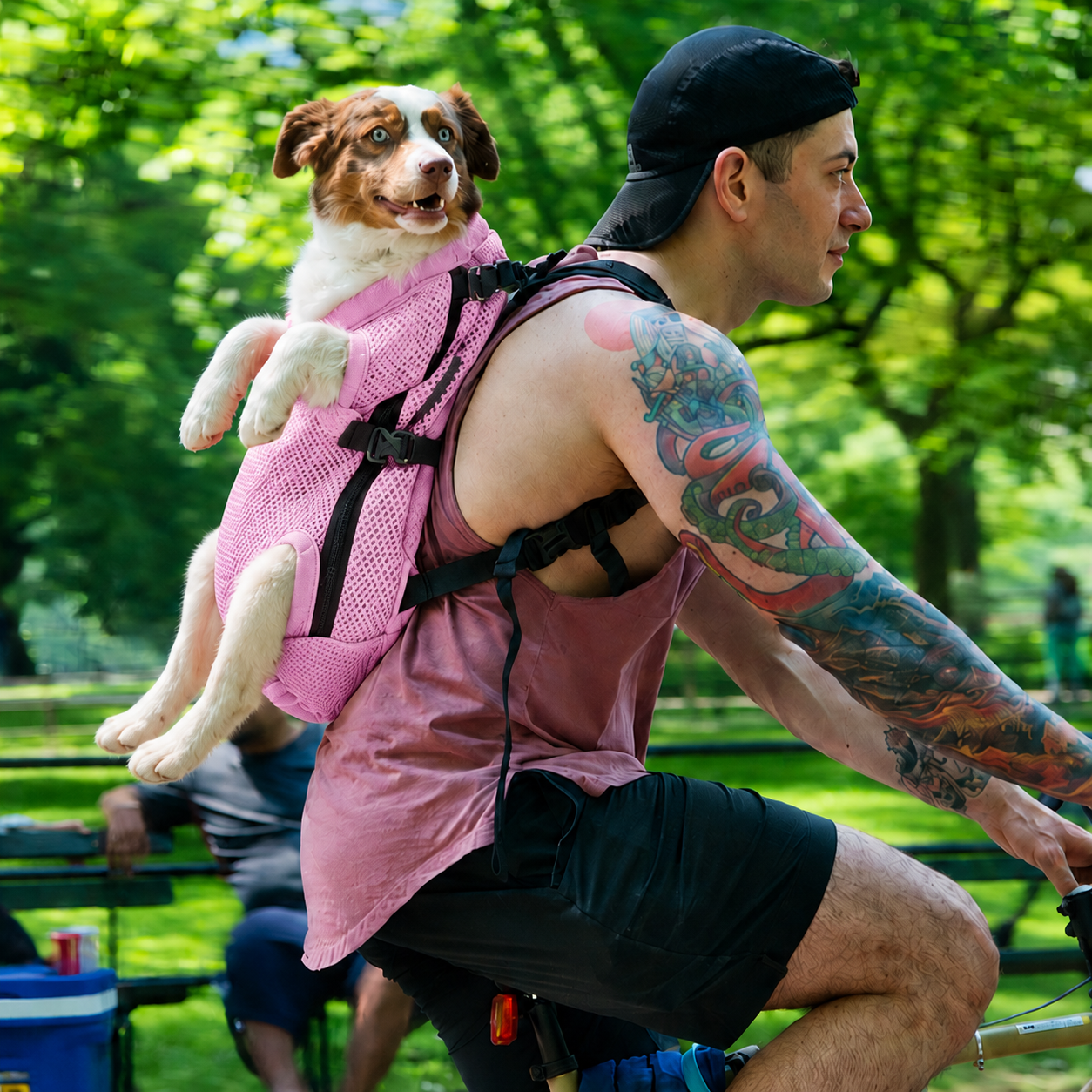 Berger australien installé dans le dos d'un cycliste avec le sac de transport L'Éclaireur rose, les pattes passées dans les ouvertures, lors d'une balade à vélo — Maison Pattounes