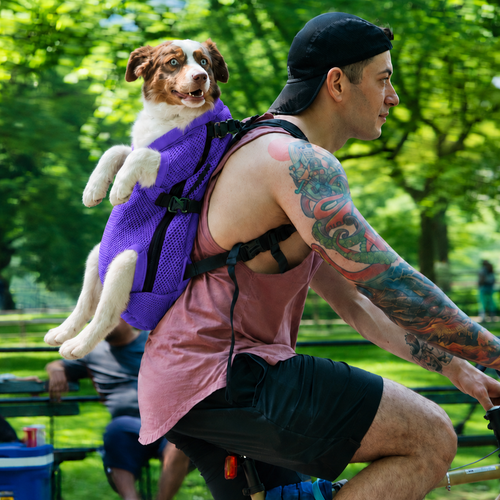 Berger australien installé dans le dos d'un cycliste avec le sac de transport L'Éclaireur violet, les pattes passées dans les ouvertures, lors d'une balade à vélo — Maison Pattounes