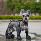 Bottes à bretelles La Grenouillère pour chien, coloris Noir, Maison Pattounes, vue 2