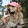 Casquette de soleil La Capeline pour chien, coloris Rose poudré, Maison Pattounes