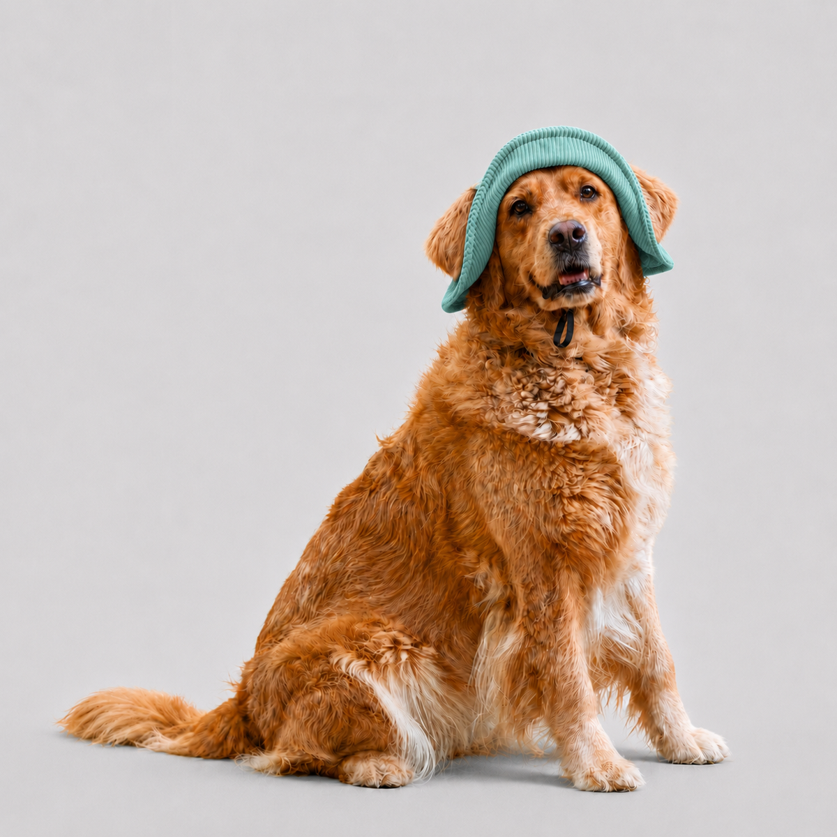 La Guinguette · Chapeau de soleil pour chien