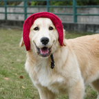 Chapeau de soleil La Guinguette pour chien, coloris Bordeaux, Maison Pattounes, vue 2