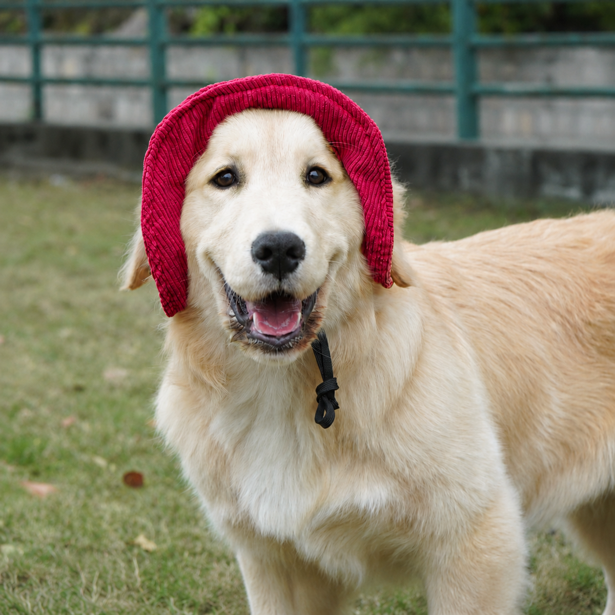 Chapeau de soleil La Guinguette pour chien, coloris Bordeaux, Maison Pattounes, vue 2