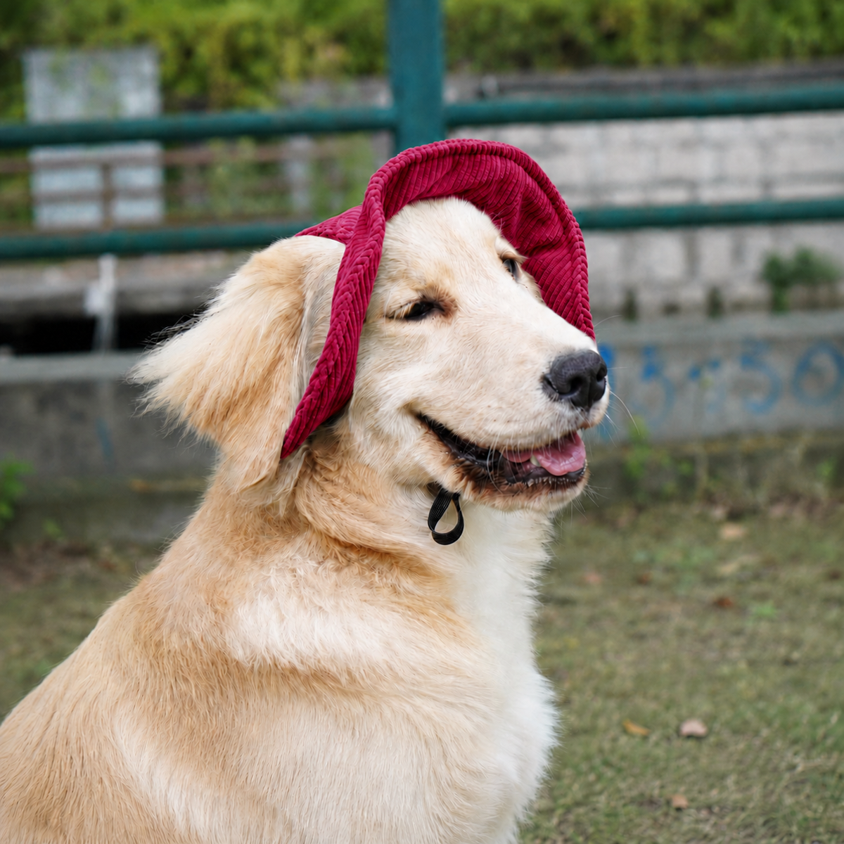Chapeau de soleil La Guinguette pour chien, coloris Bordeaux, Maison Pattounes, vue 3