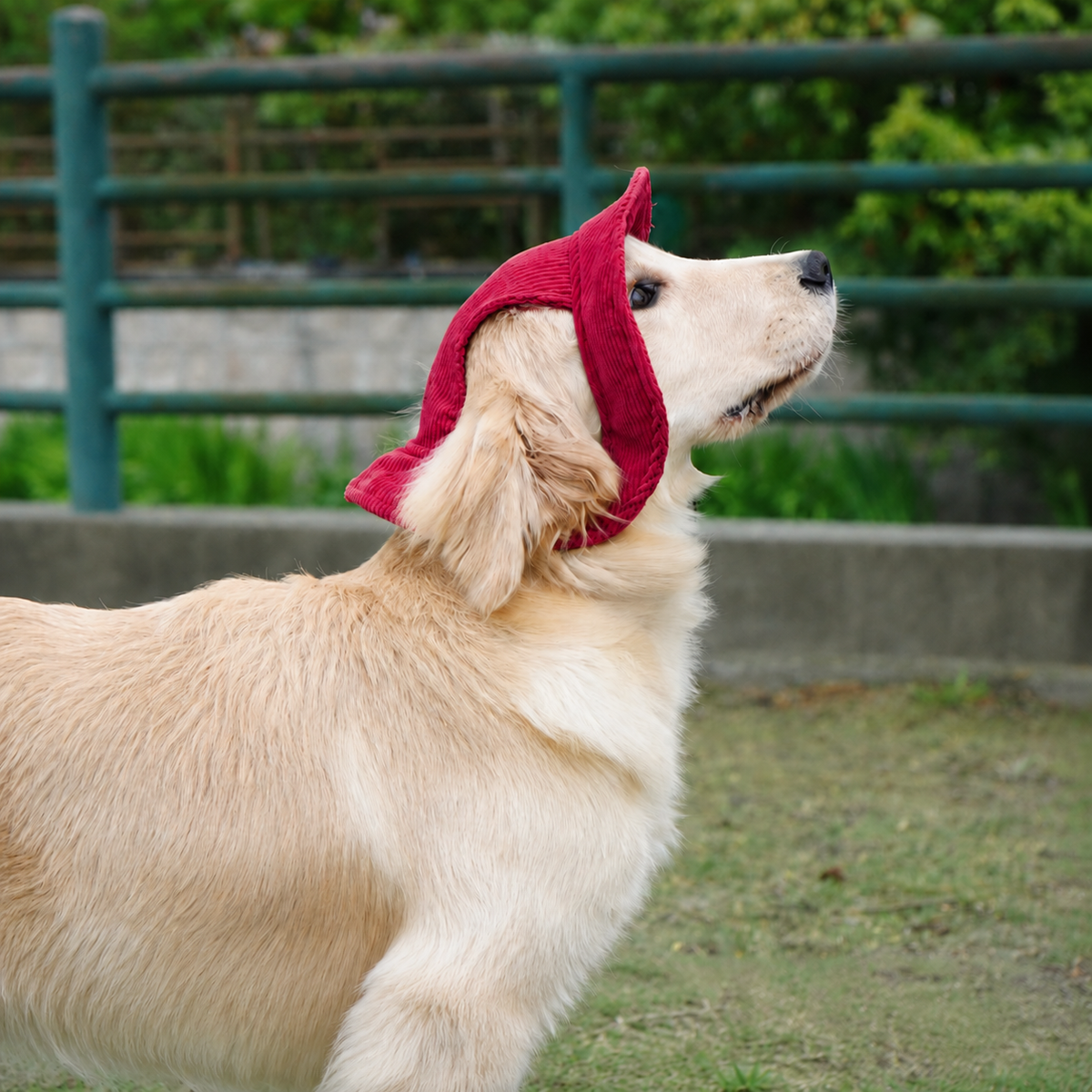 Chapeau de soleil La Guinguette pour chien, coloris Bordeaux, Maison Pattounes, vue 4