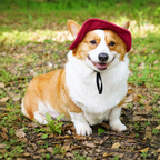 Chapeau de soleil La Guinguette pour chien, coloris Bordeaux, Maison Pattounes, vue 5