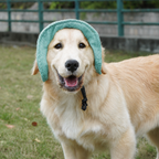 Chapeau de soleil La Guinguette pour chien, coloris Vert, Maison Pattounes, vue 2
