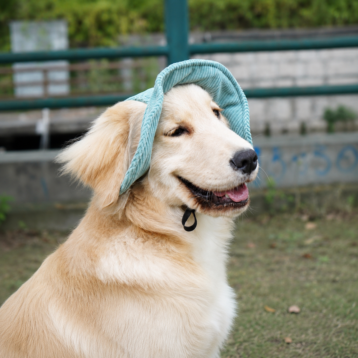 Chapeau de soleil La Guinguette pour chien, coloris Vert, Maison Pattounes, vue 3