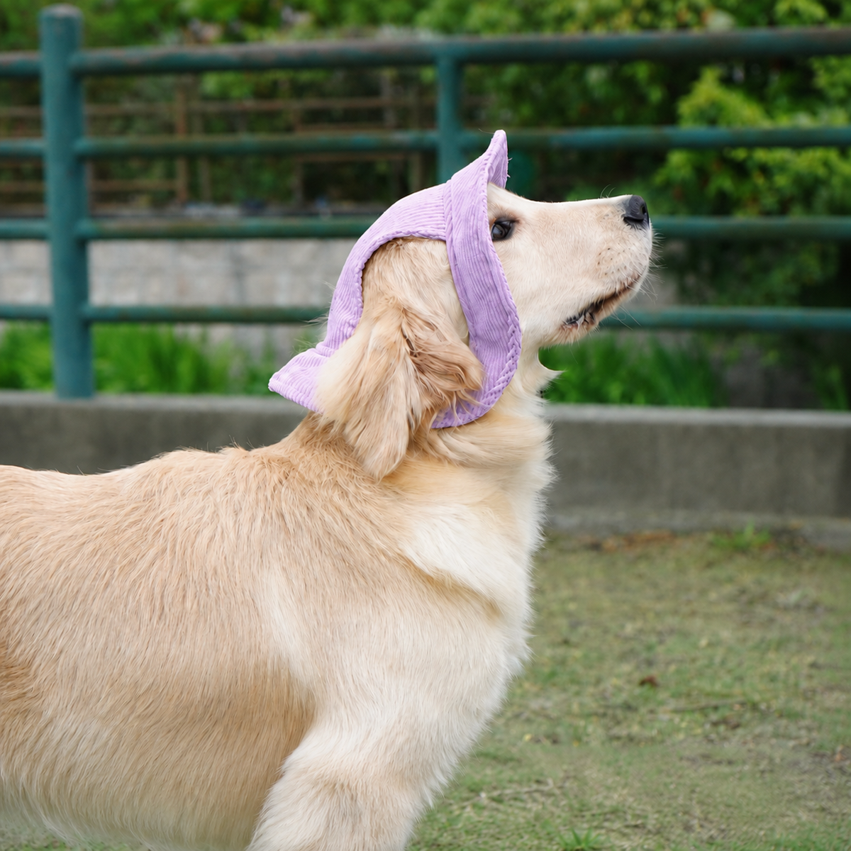 Chapeau de soleil La Guinguette pour chien, coloris Violet, Maison Pattounes, vue 4