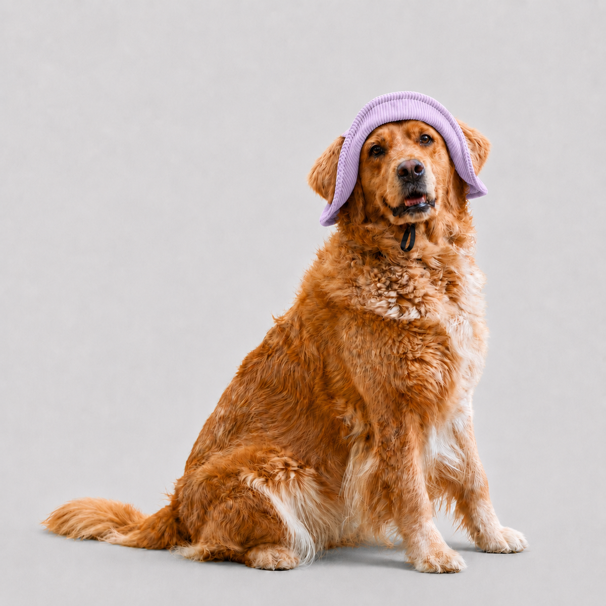 La Guinguette · Chapeau de soleil pour chien