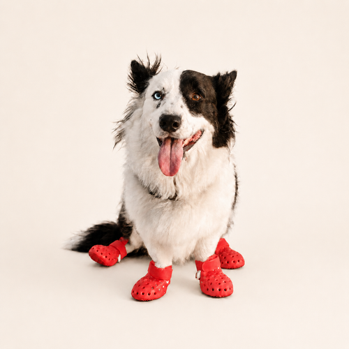 L'Estival — Bottes ajourées pour chien