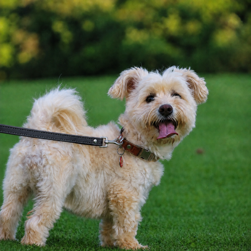 Laisse en cuir L'Attache pour chien, coloris Noir, Maison Pattounes