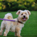 Laisse en cuir L'Attache pour chien, coloris Violet, Maison Pattounes