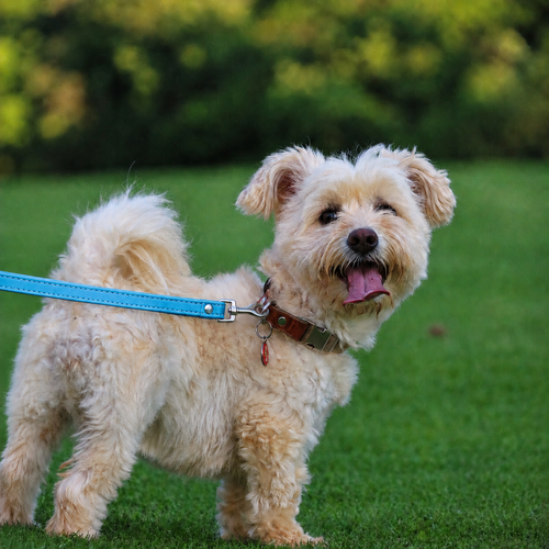 Laisse en cuir L'Attache pour chien, coloris Bleu lagon, Maison Pattounes