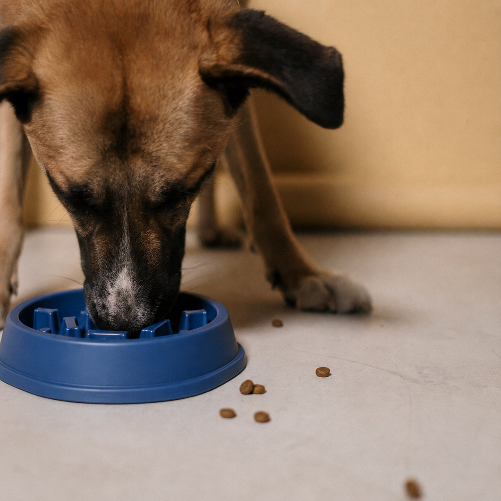 Le Festin — Gamelle anti-glouton pour chien