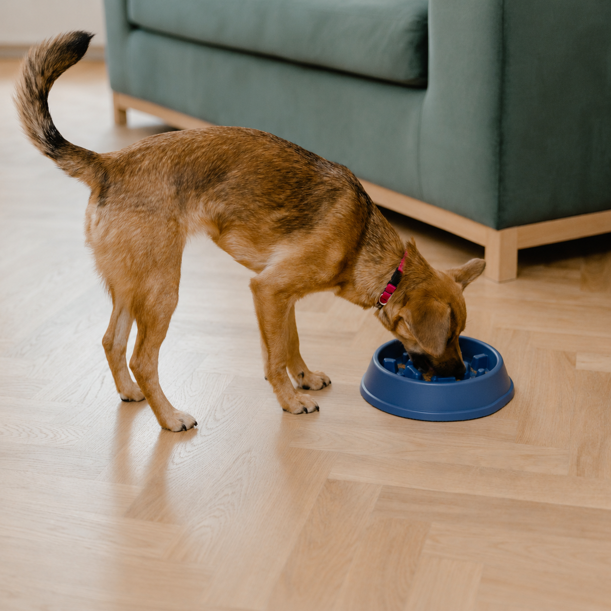 Le Festin — Gamelle anti-glouton pour chien