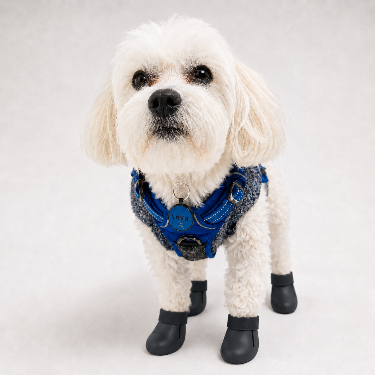Bottes de pluie L'Ondée pour chien, coloris Noir, Maison Pattounes, vue 1