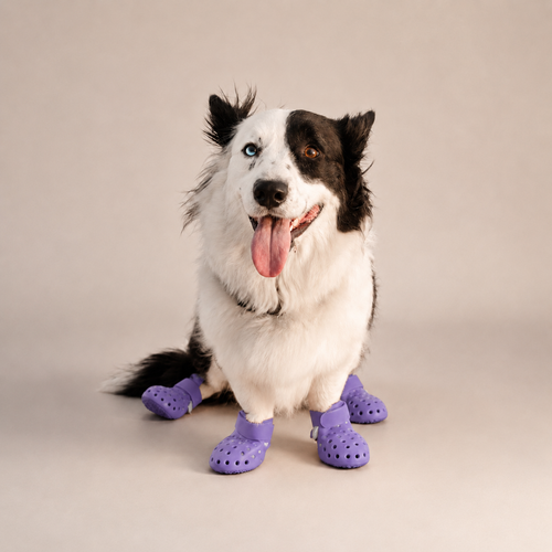 Bottes ajourées L'Estival pour chien, coloris Violet, Maison Pattounes, vue 1