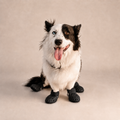 Bottes ajourées L'Estival pour chien, coloris Noir, Maison Pattounes, vue 1