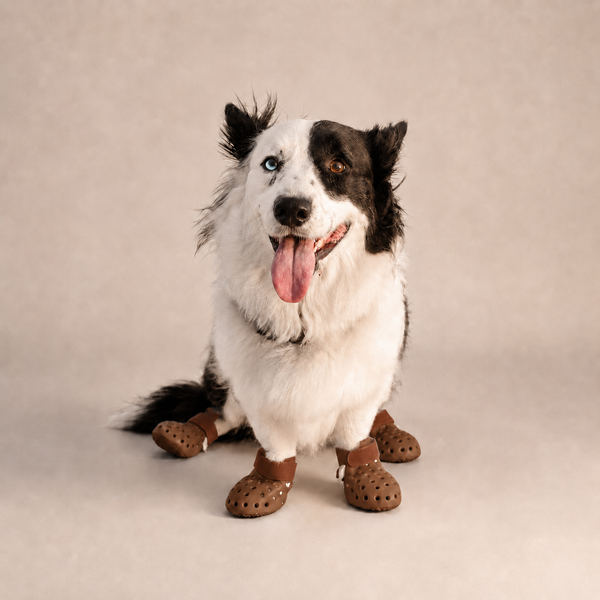Bottes ajourées L'Estival pour chien, coloris Marron, Maison Pattounes, vue 1